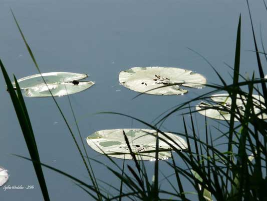 Wasserfotografie 18, Copyright Sylvia Wentzlau