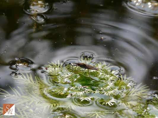 Wasserfotografie 35, Copyright Sylvia Wentzlau