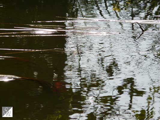 Wasserfotografie 3, Copyright Sylvia Wentzlau