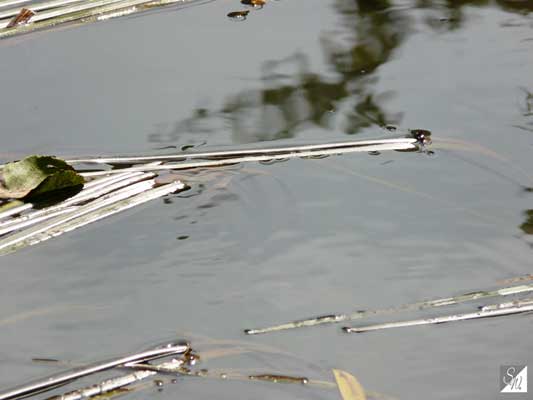 Wasserfotografie 5, Copyright Sylvia Wentzlau