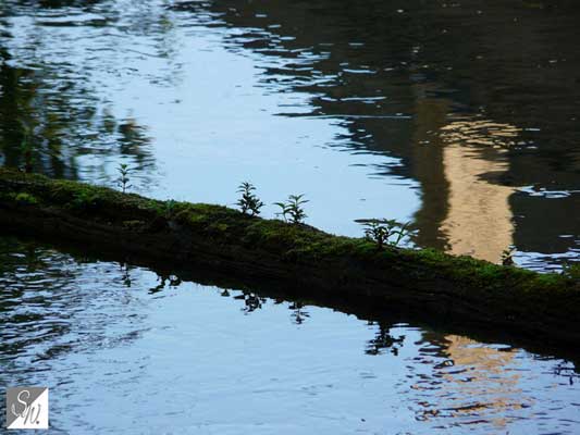 Wasserfotografie 1, Copyright Sylvia Wentzlau