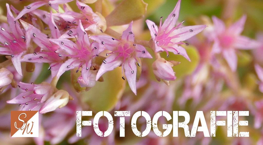 Fotografie Blüten und Insekten II